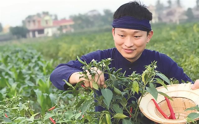 唐辛子を収穫するクオンさん　ⓒ Vietnam News